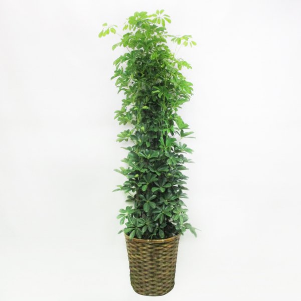 【祝花/鉢植え】観葉植物 - カポック 10号