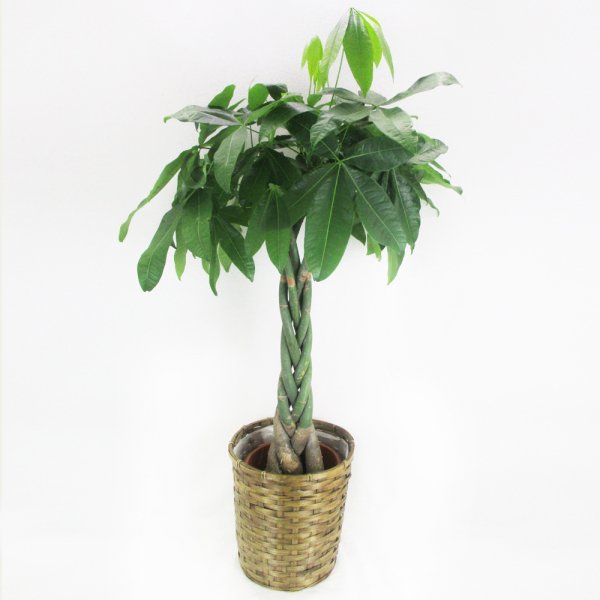 【祝花/鉢植え】観葉植物 - パキラ 8号