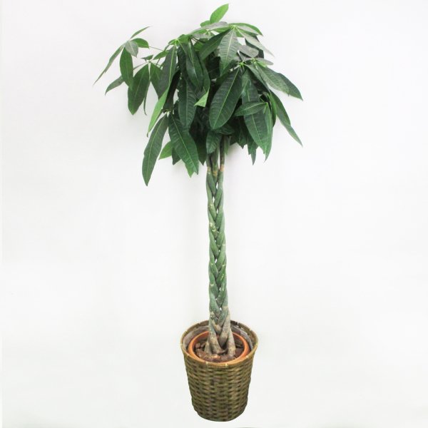 【祝花/鉢植え】観葉植物 - パキラ 10号