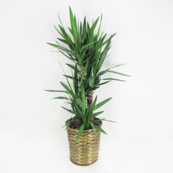 【祝花/鉢植え】観葉植物 - ユッカ 8号